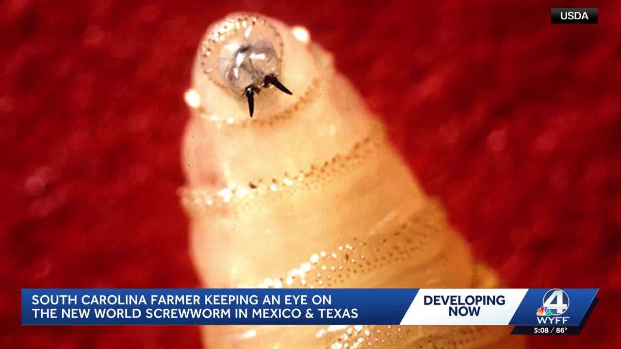 South Carolina vets, farmers weigh in as New World screwworm cases target livestock in Texas