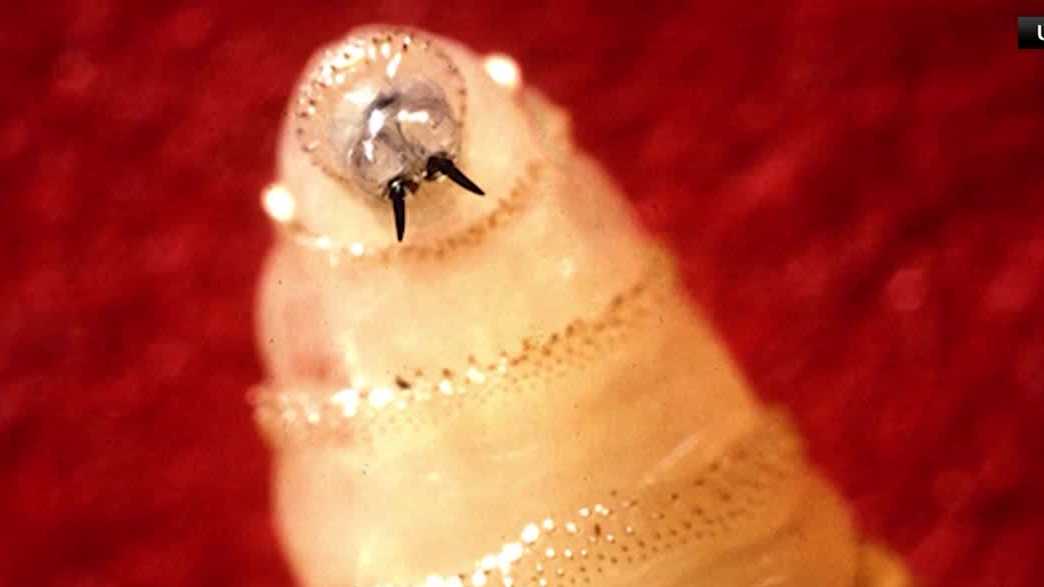 South Carolina vets, farmers weigh in as New World screwworm cases target livestock in Texas