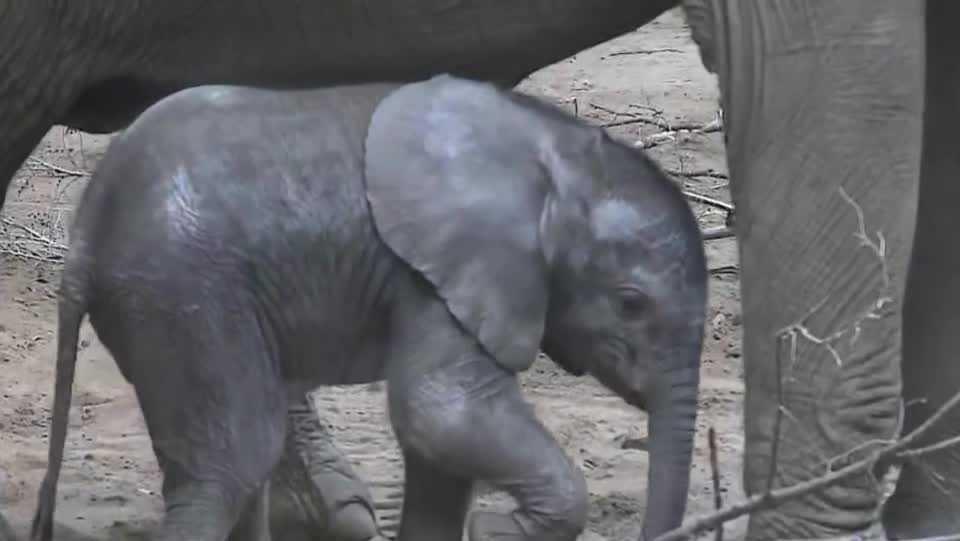 Omaha’s Henry Doorly Zoo announces fifth elephant pregnancy