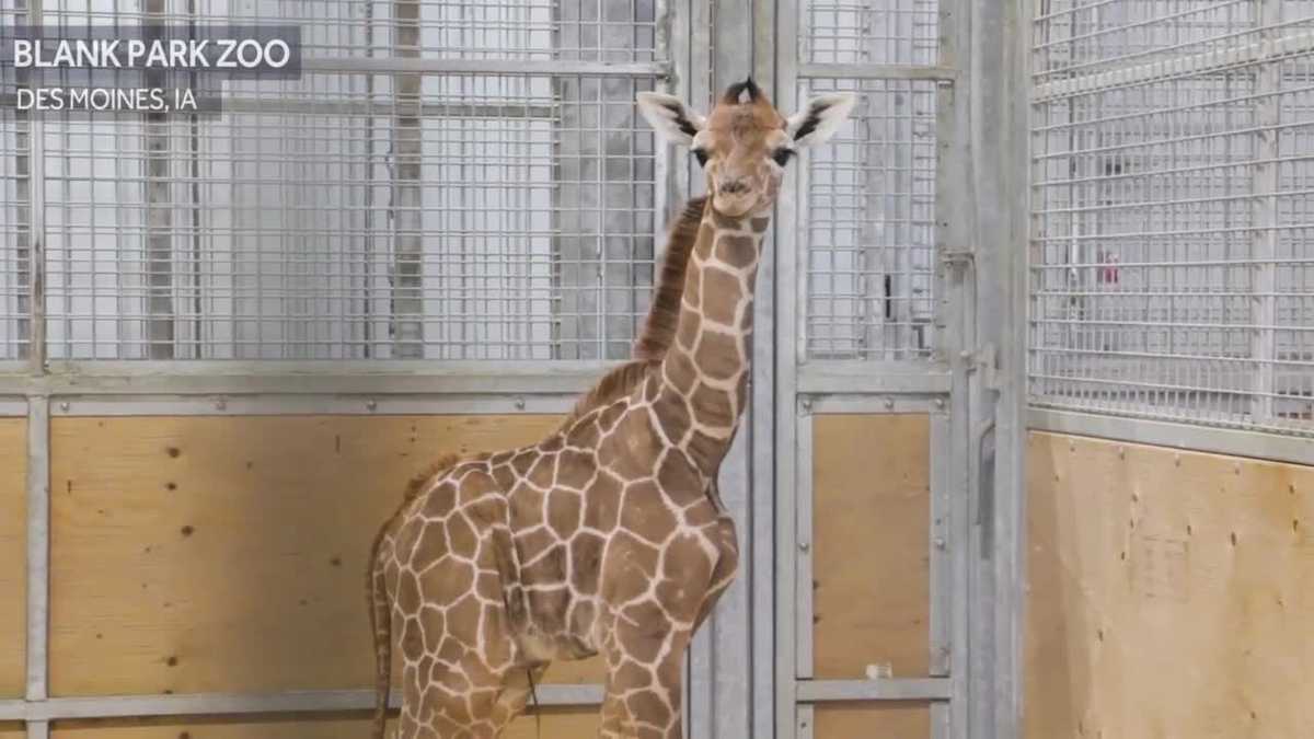 Iowa zoo announces name of giraffe born in January