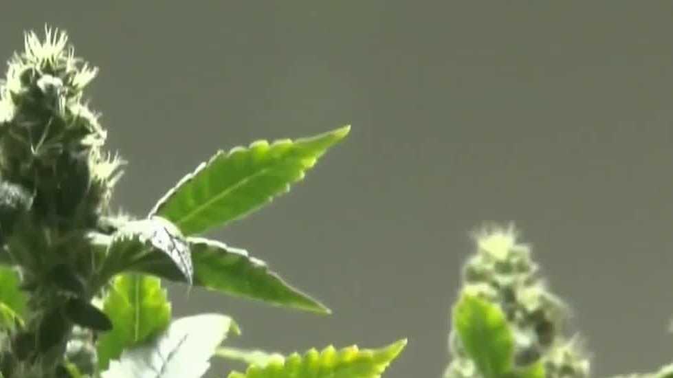 State Sen. John Cavanaugh files formal complaint over implementation of medical cannabis
