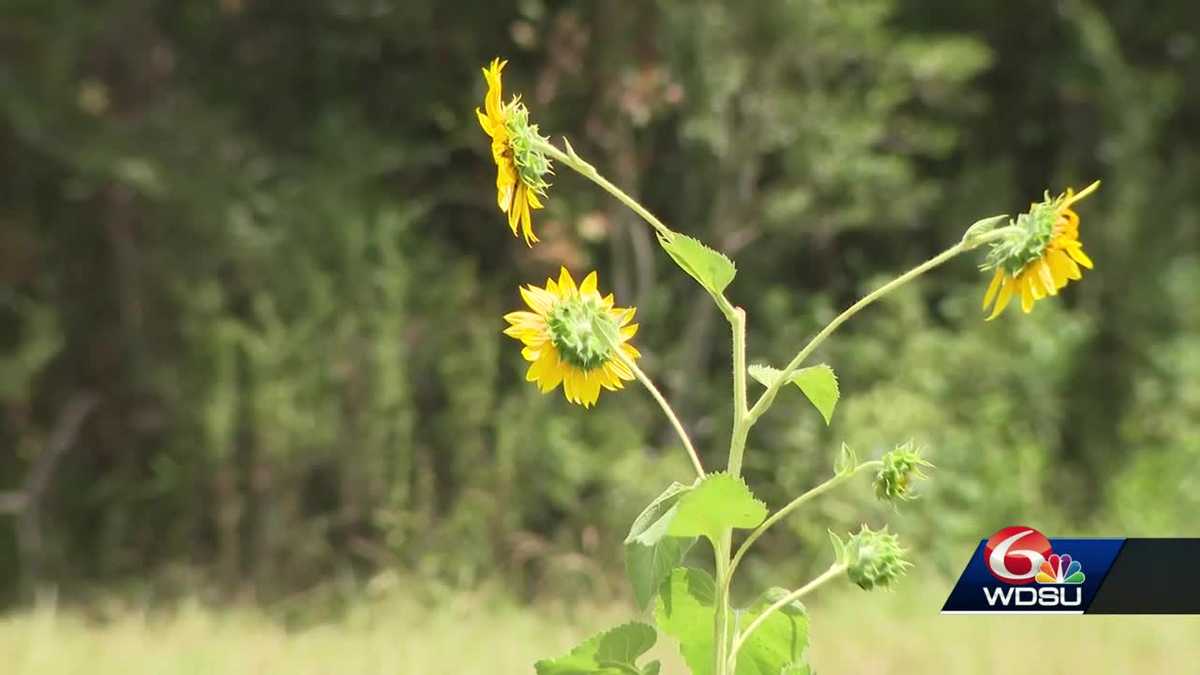 Louisiana Loranger flower farm fire