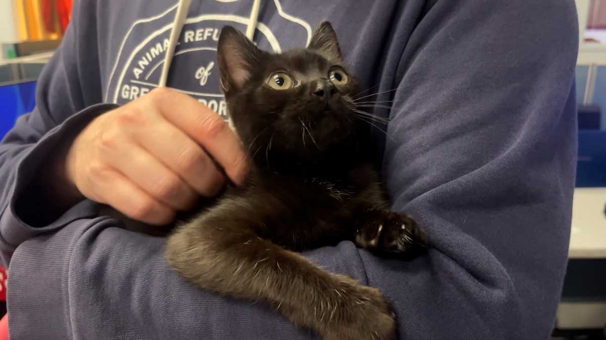 Meet Raspberry, our Adoptable Pet of the Week