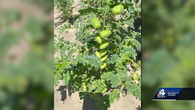 South Carolina: New crop development at Clemson - Vimarsana News