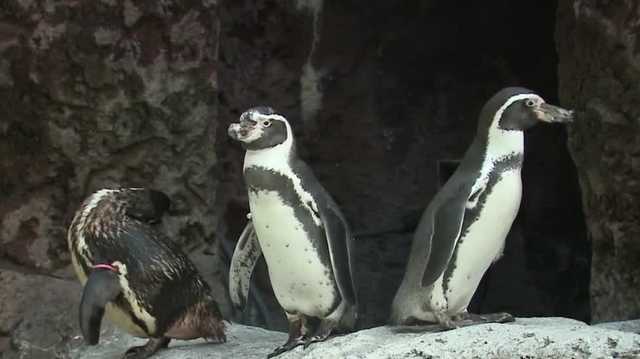 Penguin display reopens at Milwaukee County Zoo - Vimarsana News