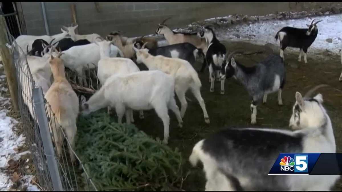 Hundreds of goats recycle Christmas trees