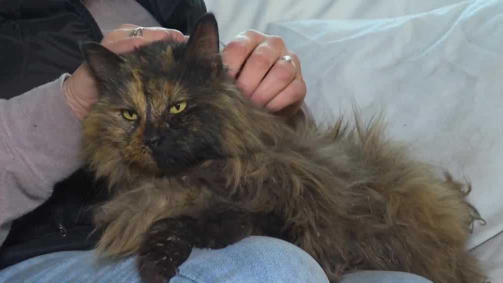 Iowa cat is renamed Dorothy after miraculously surviving tornado