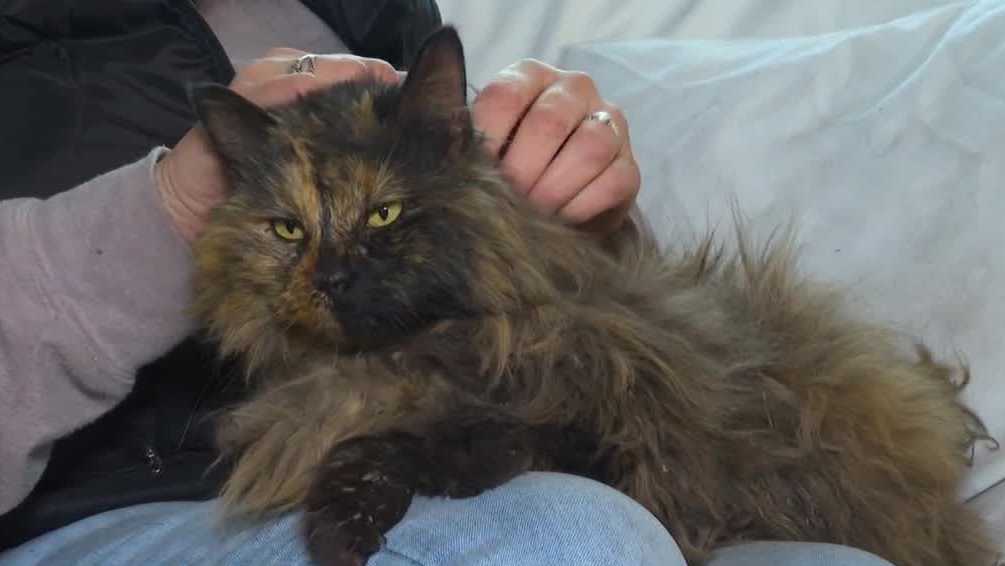 Iowa cat is renamed Dorothy after miraculously surviving tornado