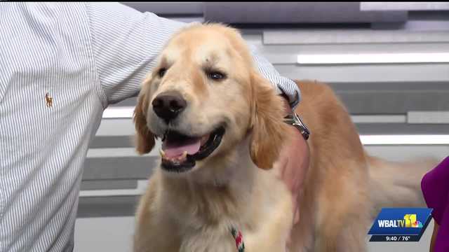 Best Friends Fur Ever: Support for dogs in need of extra care after surgery