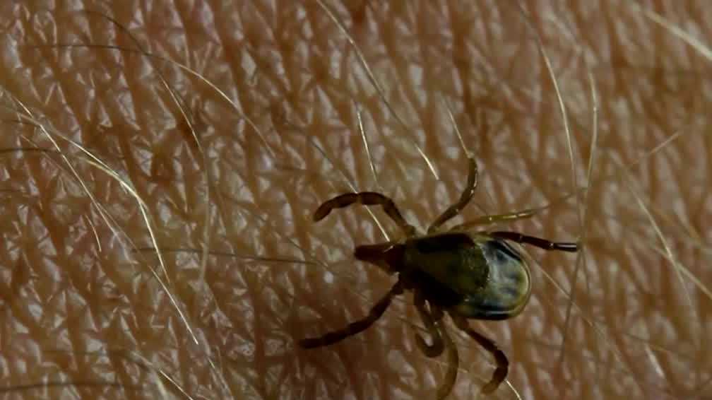 Tick Alert! Experts Urge Indians to Protect Themselves from Bites & Diseases