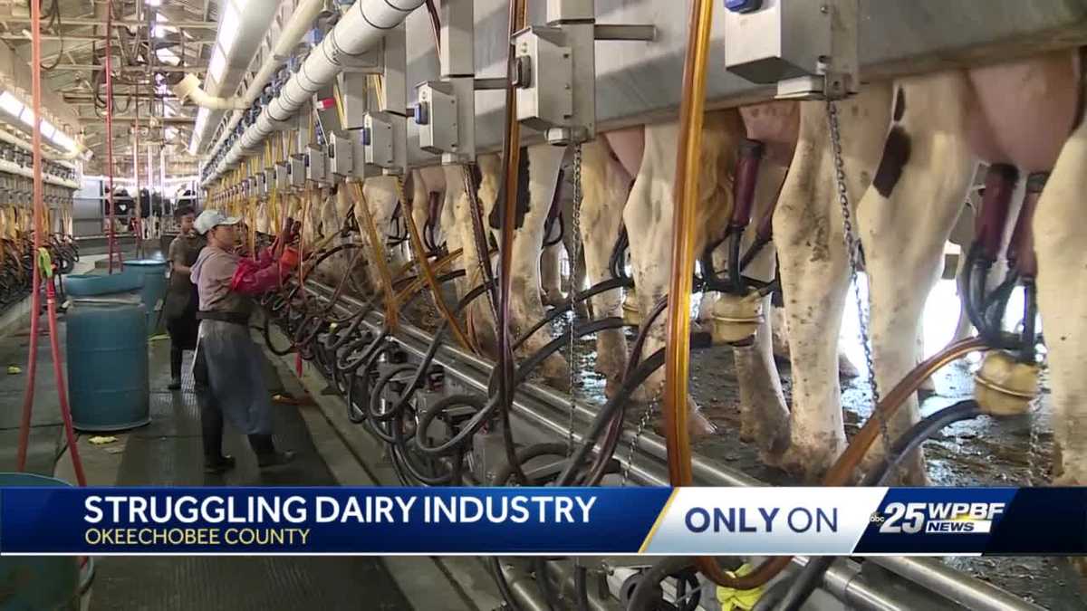 Okeechobee County: Dairy farmers still struggling