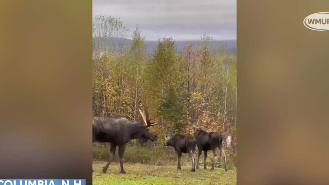 Onlookers excited to see 3 moose in Columbia, NH
