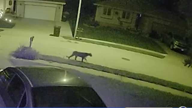 Mountain lion still on the move in Millard - Vimarsana News