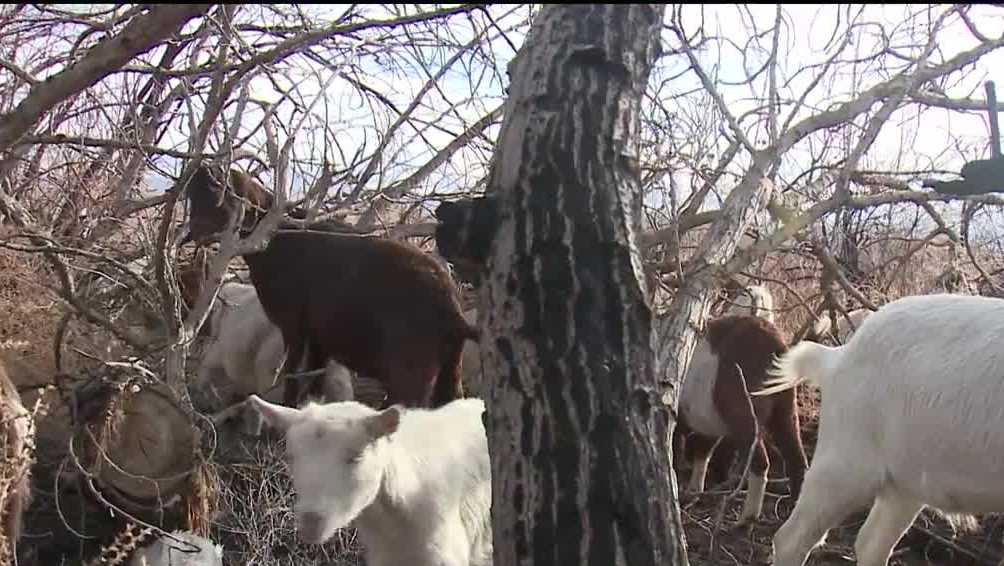 Goat grazing: A unique and natural approach to fire prevention - Vimarsana News