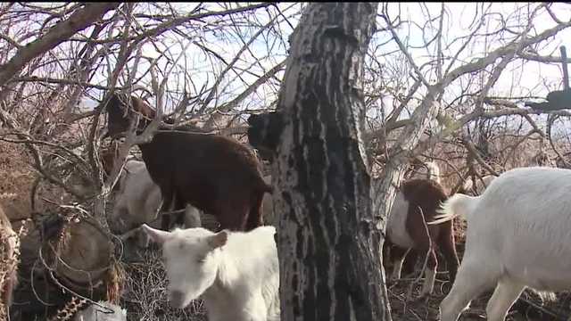 Goat grazing: A unique and natural approach to fire prevention - Vimarsana News