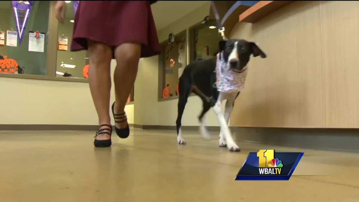 Video: Previewing Pawject Runway