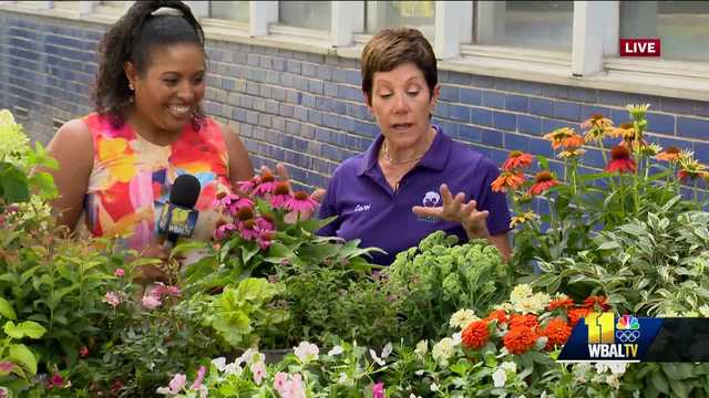 Bell Nursery has the perfect late summer plants for your garden - Vimarsana News