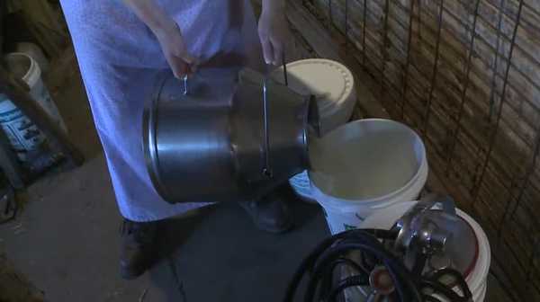 bird flu fear will not stop dallas county dairy from selling raw milk