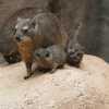 'Chaos potatoes' born at zoo weigh less than a pound but are related to elephants