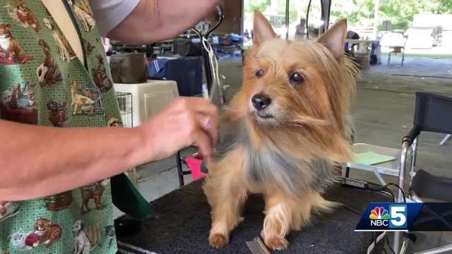 Show dogs take over Tunbridge Fairgrounds for the weekend - Vimarsana News
