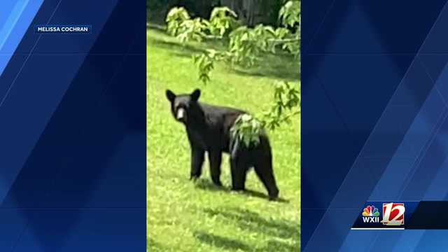 Black bear sightings on the rise across Piedmont Triad - Vimarsana News