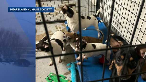 iowa humane society over capacity after rescuing dogs in Iowa Humane Society over capacity after rescuing dogs in hoarding casehoarding case