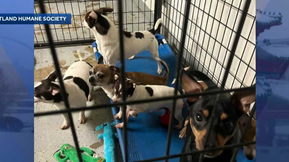 Iowa Humane Society over capacity after rescuing dogs in hoarding case