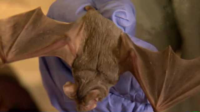 Auburn police warn residents as bat season picks up in foothills
