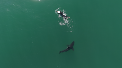 Drone video shows shark circling surfer off California beach wbbh