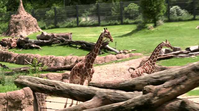 Some animals reacted to the solar eclipse. Here's how. - Vimarsana News