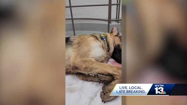 Another arrest in Talladega Co. animal cruelty case - Vimarsana News
