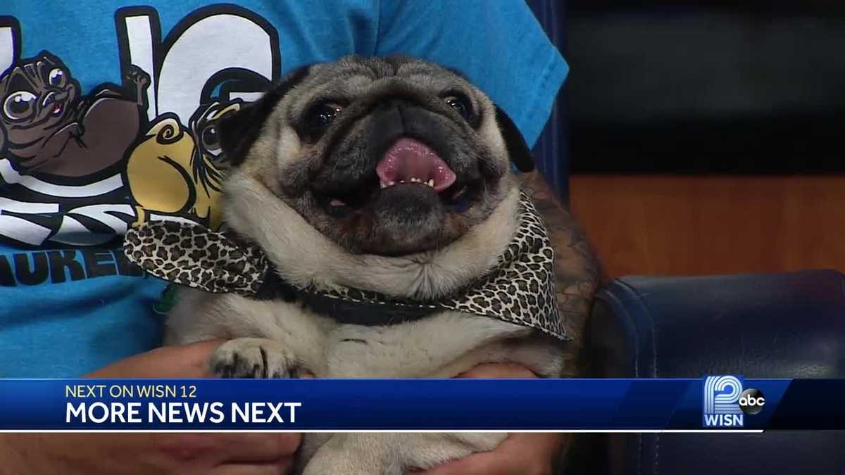 Pugfest will bring lots of costumed pups to Milwaukee