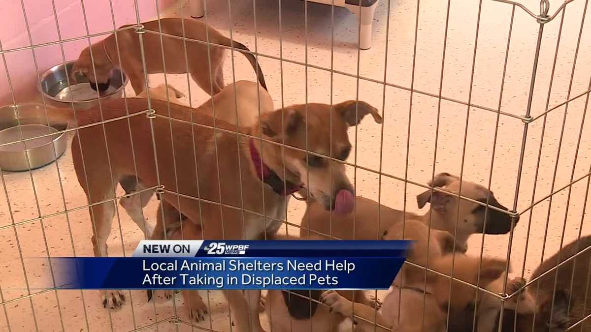Local animal shelters need help after taking in displaced pets