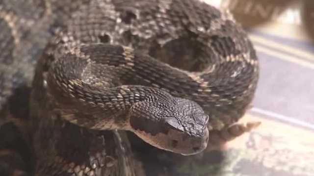 Helpful tips on how to protect yourself if you come across an eastern diamondback rattlesnake - Vimarsana News