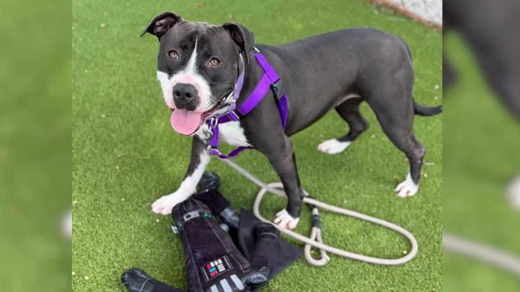 Mutts & Meows: 2-year-old Sasha up for adoption at Gulf Coast Humane Society in Fort Myers