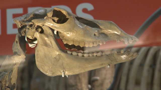 Study: Climate change could have had role in downfall of dinosaurs - Vimarsana News