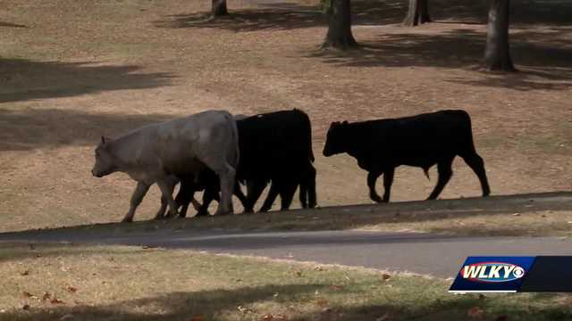 Cattle were caught in Cherokee Park, police still searching for one - Vimarsana News