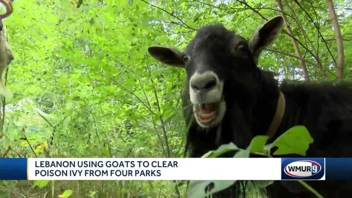 Goats hired to clear poison ivy in Lebanon
