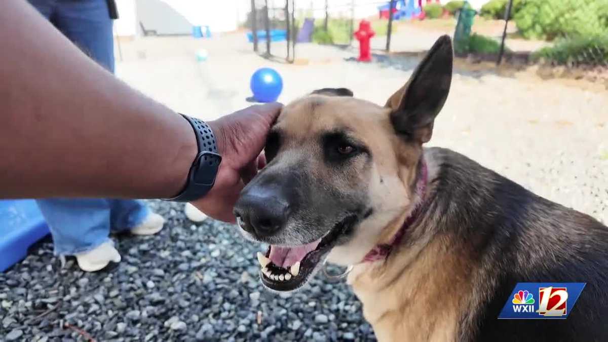 Shelter Dog "Bella" seeks her Pawsitive Match