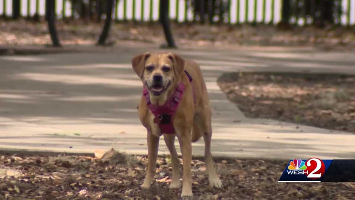 Dog flu in Florida Owners warned of highly contagious virus