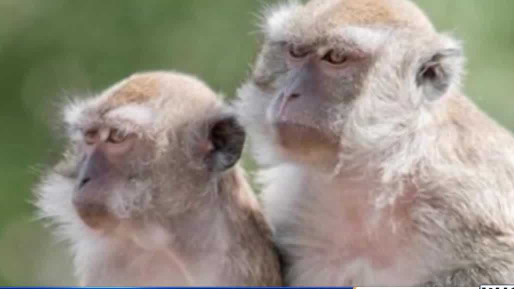 PETA condemns Beaufort County facility after USDA report on primate deaths, escapes