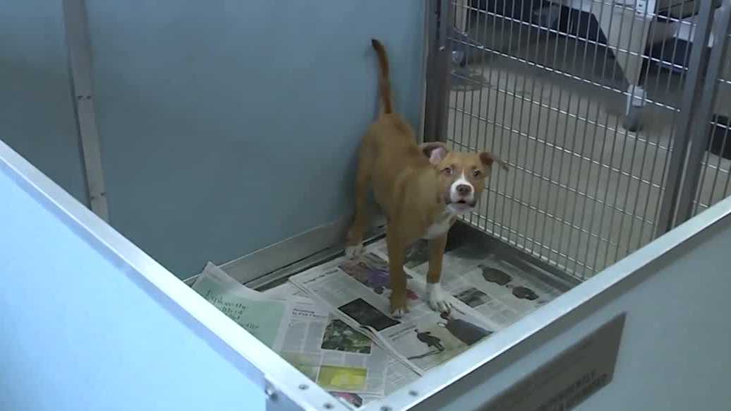 Greenville Humane Society calls for emergency fosters ahead of winter storm