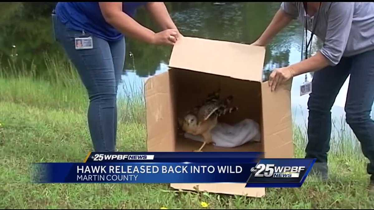 Hawk released back into wild after recovery