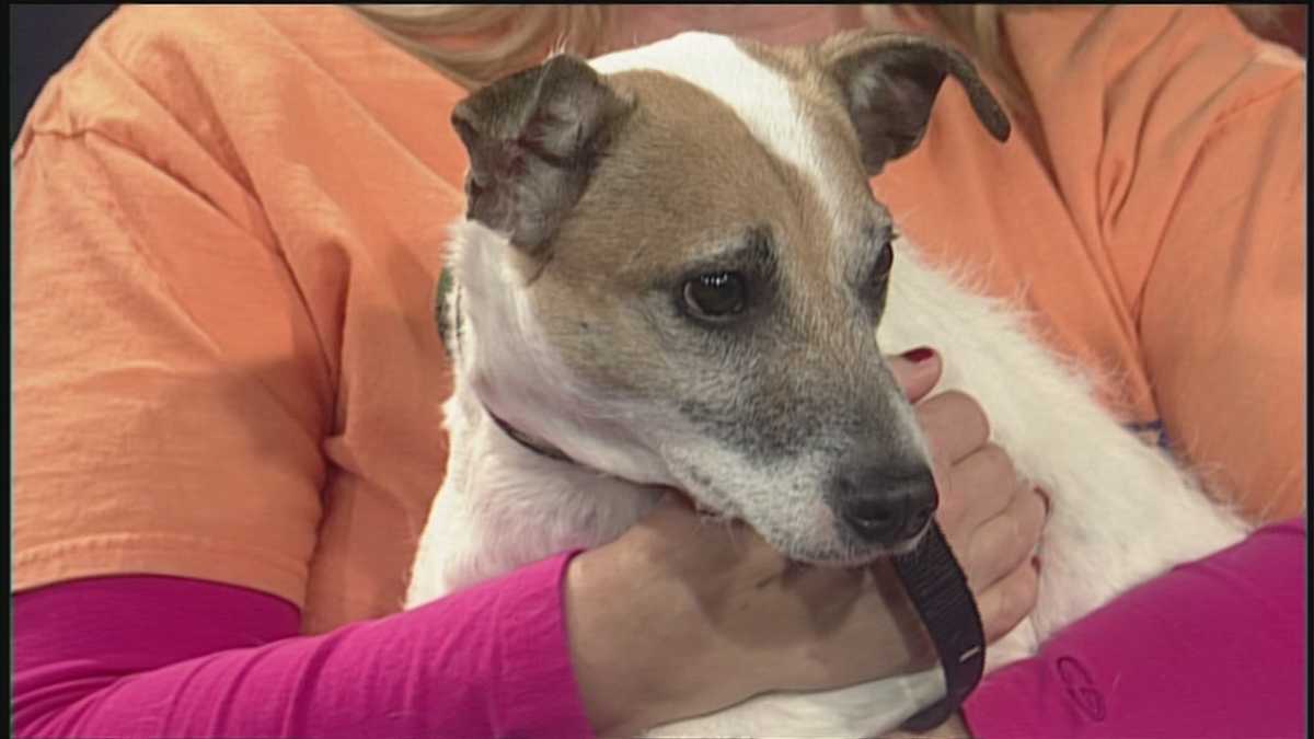 Midlands Humane Society instudio interview