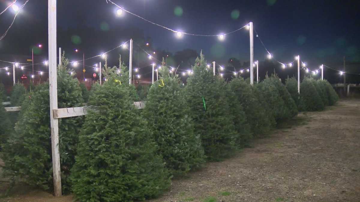 Family run Christmas tree lot marks 25th year