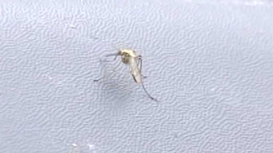 Vermont health officials say first human case of Jamestown Canyon virus is 'a call to action'