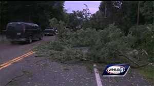 Powerful storms bring down trees