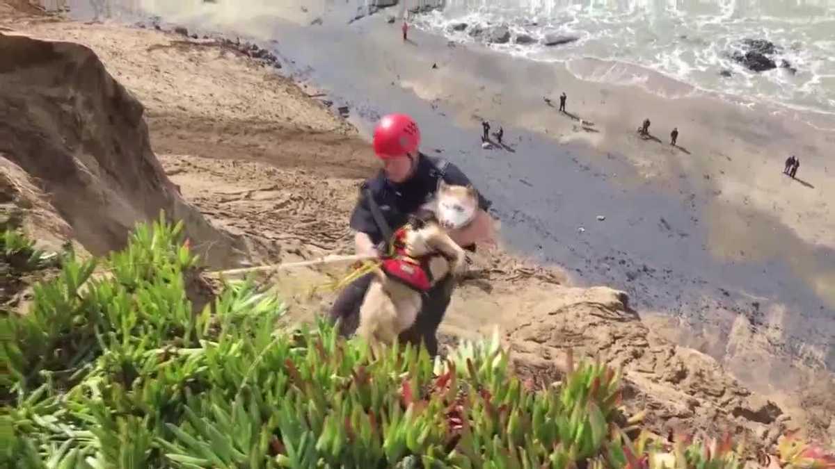 Video: Firefighters rescue dog after fall from cliff