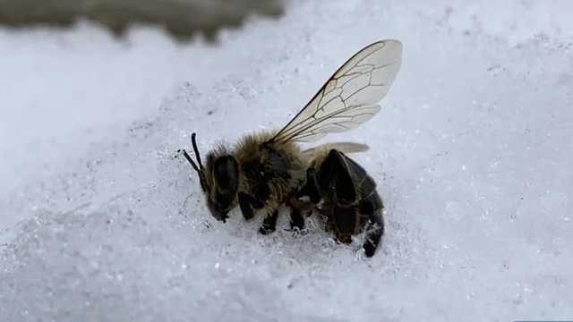 150,000 honeybees feared dead after driver plows through beekeepers' hives - Vimarsana News