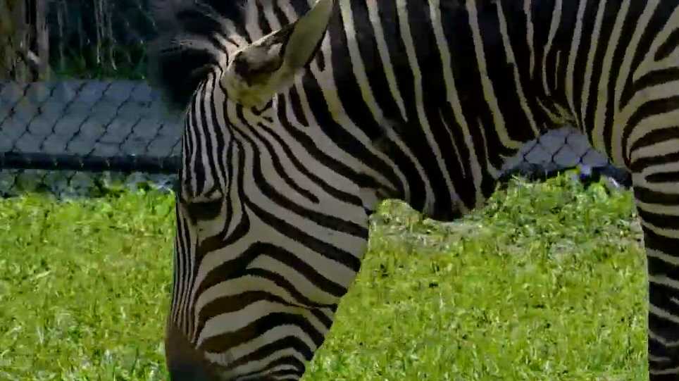 Meet the three new zebras at the Audubon Zoo